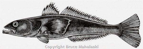 017- Patagonian toothfish -Picture